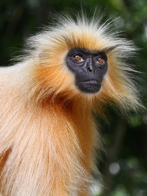 Gee’s Golden Langur (Trachypithecus geei), one of the most beautiful monkey species, is critically endangered in India. (Rajesh Nath) Golden Langur, Monkey Species, Types Of Monkeys, Monkey Pictures, Interesting Animals, Unusual Animals, Rare Animals, Pretty Animals, Primates