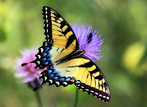 blue tiger eye butterfly | Eastern Tiger Swallowtail - Ken Slade Swallowtail Butterfly Tattoo, Eastern Tiger Swallowtail, Tiger Swallowtail Butterfly, Tiger Swallowtail, Milkweed Plant, Winged Eye, Native Plant Gardening, Blue Tips, Butterfly House