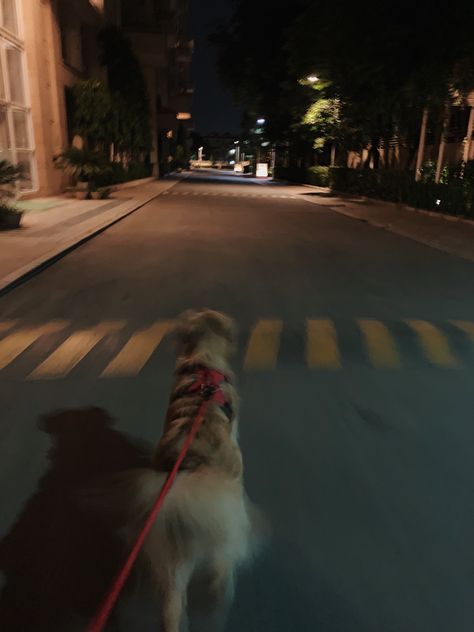 Dark Dogs Aesthetic, Golden Retriever Dark Aesthetic, Dog Night Aesthetic, Aimee Aesthetic Core, City Dog Aesthetic, Aimee Core Aesthetic, Jake Core Aesthetics, Golden Dog Aesthetic, Aishwarya Core