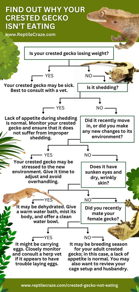 Sticky Gecko, Crested Gecko Care, Lizard Types, Gecko Habitat, Bio Notes, Gecko Food, Yuan Ti, Gecko Terrarium, Crested Geckos