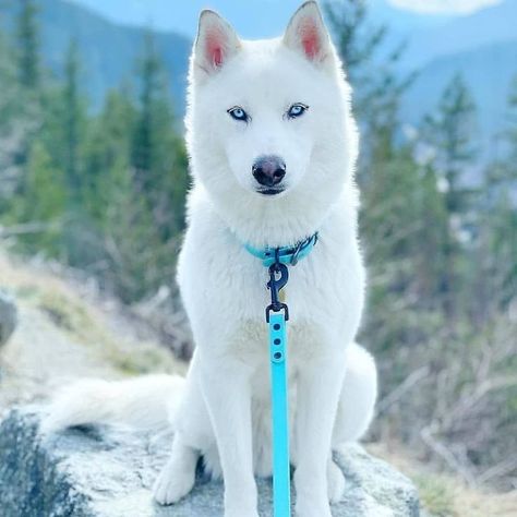 Beauty of White Siberian Husky White Siberian Husky Puppy, White Husky Puppy, White Husky Dog, Siberian Husky Facts, Husky With Blue Eyes, White Siberian Husky, Cute Husky Puppies, Husky Puppies For Sale, Husky Breeds