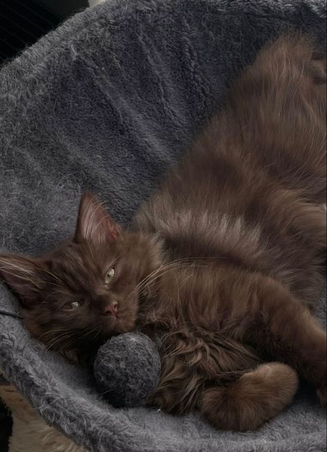 Brown Mancoon Cat, Brown Maincoon Cat, Brown Fluffy Cat, Brown Ragdoll Cat, York Chocolate Cat, Brown Cat Aesthetic, Chocolate Brown Cat, Dark Brown Cat, Pfp Cats