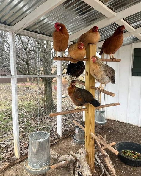 Chicken Pins Ideas, Roosting Ideas For Chickens, Off Grid Chicken Coop, Diy Pallet Coop, Chicken Run Roosting Bars, Rustic Chicken Coop Ideas, Chicken Coop And Greenhouse Combo, Chicken Feeding Ideas, Chicken And Duck Coop Ideas