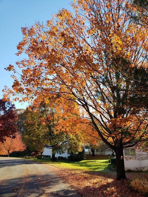 Autumn Photos, Fall Mood Board, Autumn Scenes, Winter Love, Fall Inspo, Beautiful Autumn, Seasons Of The Year, Autumn Vibes, Best Seasons