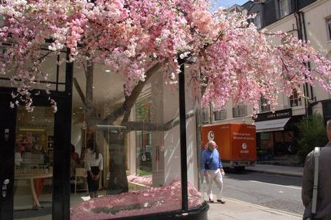 amazing window Decoration Vitrine, Store Windows, Shop Fronts, Chelsea Flower, Chelsea Flower Show, Shop Front, Deco Floral, Cherry Blossom Tree, Blossom Trees