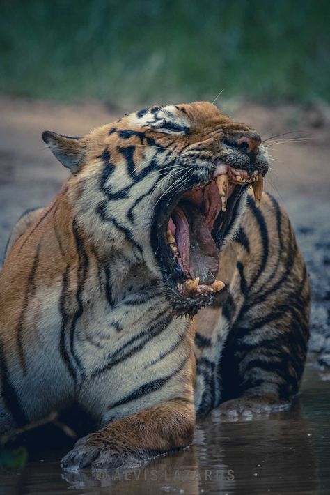 Angry Tiger, Save The Tiger, Wild Photography, Tiger Pictures, A Tiger, Animal Photo, Beautiful Cats, Animals Friends, Big Cats