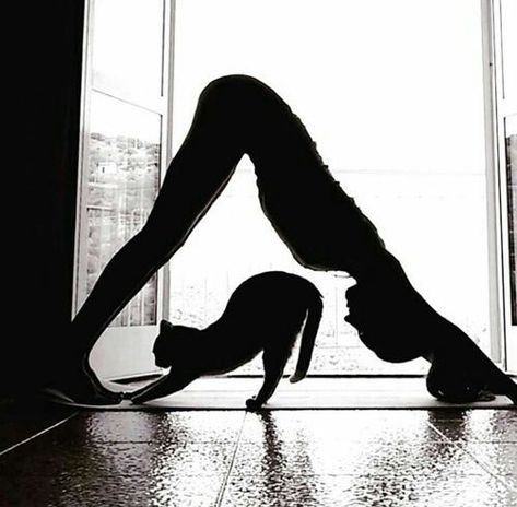 Yoga Books, Partner Yoga, Cat Yoga, Yoga Exercises, Yoga Photography, Pranayama, Jolie Photo, Yoga Life, Yoga Studio