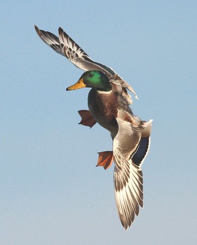 Waterfowl Photography, Duck Flying, Waterfowl Taxidermy, Ducks Flying, Duck Mount, Waterfowl Art, Flying Duck, Aquatic Birds, Duck Pictures