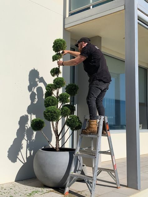 Windswept Bonsai, Cloud Pruning, Japanese Inspired Garden, Cloud Tree, Tree Pot, Oil Barrel, Australian Plants, Outdoor Trees, Go To Japan