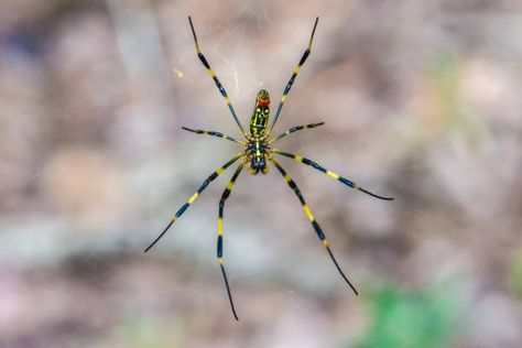 It can be scary to find Joro spiders in your home, but don’t worry—we’ve got you covered in this article on how to get rid of Joro spiders. We will help ... Read more The post How To Get Rid Of Joro Spiders appeared f... Joro Spider, Spider Infestation, Solar Punk, Spider Venom, Large Spiders, Essential Oil Mixes, Vinegar And Water, Spiders, Pet Care