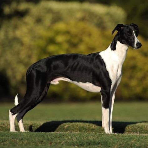 Digger is so handsome. You have to see how awesome he is! Read his story on Spoiled Hounds. #pets #dogs #whippet #sighthound Fit Dogs, The Servant, Sight Hounds, Hound Breeds, Whippet Dog, Dogs Breeds, Grey Hound Dog, Pets Dogs, Mixed Breed Dogs