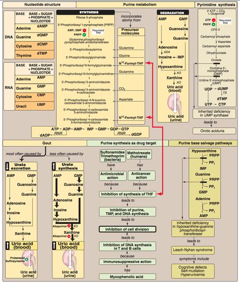 Lipid Metabolism Notes, Lipids Biochemistry Notes, Metabolism Biochemistry, Microbial Metabolism, Metabolic Pathways, Protein Metabolism Biochemistry, Biochemistry Metabolism Pathways, Nucleotide Structure, Protein Metabolism