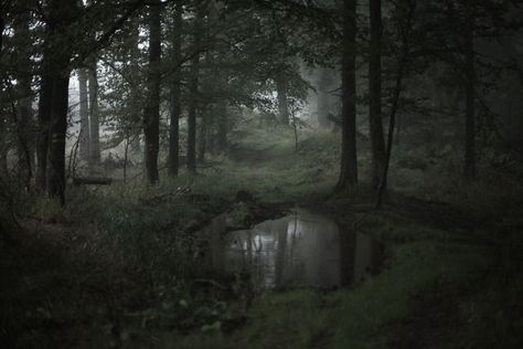 Witchy Landscape, Dark Naturalism, Dark Forest Aesthetic, Foggy Weather, Dark Green Aesthetic, Forest Background, Foggy Forest, Dark Nature Aesthetic, Forest Wallpaper