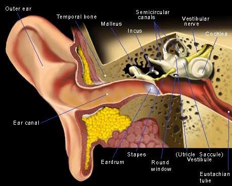 These are classic symptoms of Eustachian Tube Dysfunction (ETD)  If you have searched this blog down, then I guess that you may be sufferi... Eustachian Tube Dysfunction, Blocked Ears, Ear Anatomy, Outer Ear, Inner Ear, Sinus Infection, Medical Terms, Anatomy And Physiology, The Ear