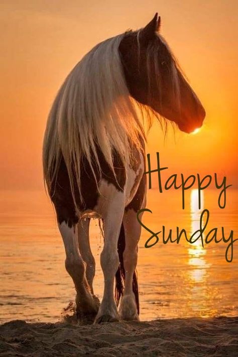 Good Morning Horses, Silly Pics, Happy Easter Sunday, Sunday Morning Quotes, Feeling Quotes, Cake Centerpieces, Sweet Sunday, Week Quotes, Sunday Blessings