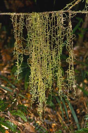 Weymouthia mollis is a common epiphytic moss of wet forests. Its long stems dangle from the branches and twigs of the host tree. Hanging Moss, Mushroom Character, Moss Forest, Environment Reference, Forest Magic, Before I Sleep, Moss Garden, Watercolour Inspiration, Tree Trunks