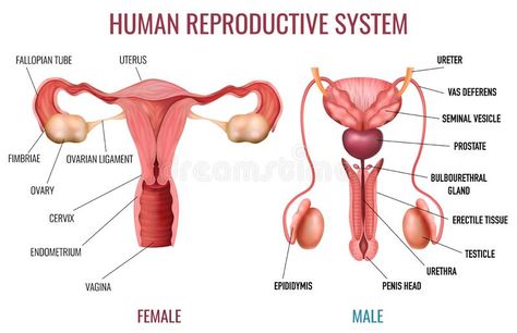 Human Reproductive System, Female Reproductive System Anatomy, Fertilization Process, Human Body Organs, Basic Anatomy And Physiology, Female Reproductive System, Human Body Anatomy, Medical School Essentials, Human Anatomy And Physiology