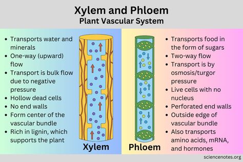 Xylem and Phloem - Plant Vascular System Plant Transport System, Xylem And Phloem Notes, Transport In Plants Biology Notes, Xylem And Phloem Diagram, Xylem And Phloem, Plant Experiments, Anaerobic Respiration, Plant Biology, Bio Notes