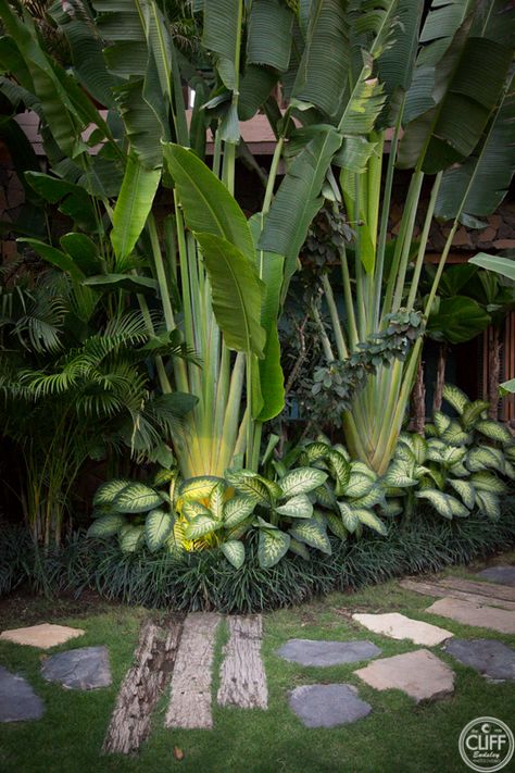 Lush Landscape Design, Polynesian Garden Ideas, Tropical Landscaping Front Yard, Layered Planting, Tropical Plants Outdoor, Tropical Front Yard Landscaping, Outdoor Tropical Plants, Plant Backdrop, Island Plants