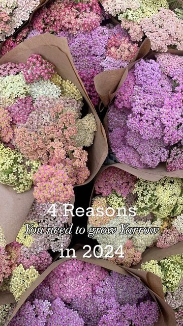 Yarrow Colorado Blend, Yarrow Bouquet, Peach Buttercream, Farmer Florist, 2024 Color Trends, Pink Yarrow, Red Dahlia, Desert Flowers, Summer Bouquet