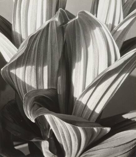 Imogen Cunningham. Glacial Lily. 1927 | MoMA Grete Stern, Straight Photography, Imogen Cunningham, Karl Blossfeldt, Eric Lafforgue, Edward Weston, Detroit Institute Of Arts, Alfred Stieglitz, Mario Testino