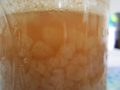 And Higher Still: Fermentation - The Ginger Beer Plant Ginger Beer Plant, Water Kefir Grains, Ginger Bug, Nourishing Food, Kefir Recipes, Kefir Grains, Water Kefir, Education Science, Finance Education