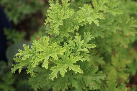 Citronella Plant: How to Grow and Use Citronella Plants Diy Citronella, Citronella Plant, Mosquito Plants, Citronella Essential Oil, Perennial Vegetables, Vegetable Garden Planning, Citronella Oil, Mosquito Repelling Plants, Perennial Herbs