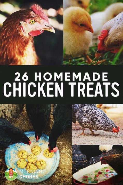 26 Homemade Healthy Chicken Treats Recipes Your Chickens Will Love #raisingchickens Homemade Chicken Treats, Urban Chicken Farming, Portable Chicken Coop, Urban Chickens, Backyard Chicken Farming, Chicken Treats, Best Chicken Coop, Raising Backyard Chickens, Diy Chicken