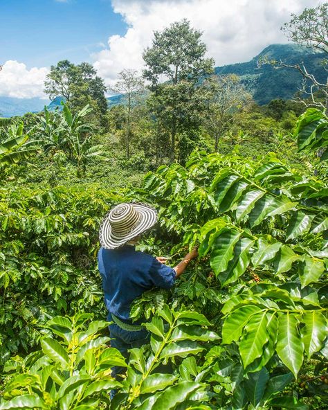 8 BEST Coffee Tours in Medellin to Learn About, Taste, and Enjoy Colombian Coffee Colombian Coffee, Coffee History, Local Coffee, Andes Mountains, Coffee Farm, Coffee Culture, Tour Operator, San Sebastian, Best Coffee