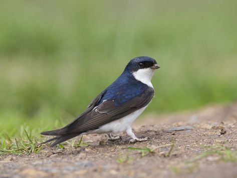 House Martin House Martin Bird, Uk Birds, British Nature, Indian Birds, Martin Bird, House Martin, Tree Sparrow, Fantasy Story Ideas, Landscape Design Ideas