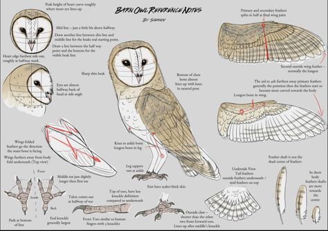 Owl Anatomy, Clean Lineart, Barn Owl Drawing, Chibi Bases, Wing Anatomy, Barn Owl Tattoo, Super Mad, Owl Sketch, Owl Wings