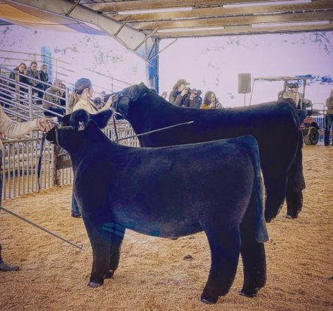 Ward Cattle Company Showing Steers, Showing Outfits, Show Cattle Barn, Club Calf, Cattle Showing, Livestock Quotes, Showing Cattle, Ffa Ideas, Livestock Showing