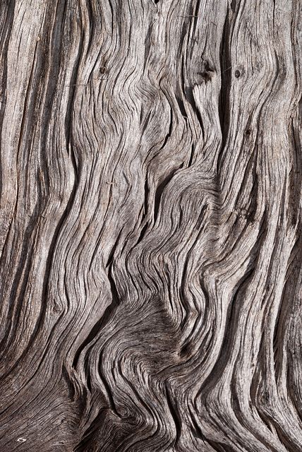 thinking about wood | Flickr - Photo Sharing! Grey Photography, Tree Bark Texture, Tree Textures, Texture Inspiration, Photo Texture, Organic Forms, Material Textures, Tree Bark, Natural Forms