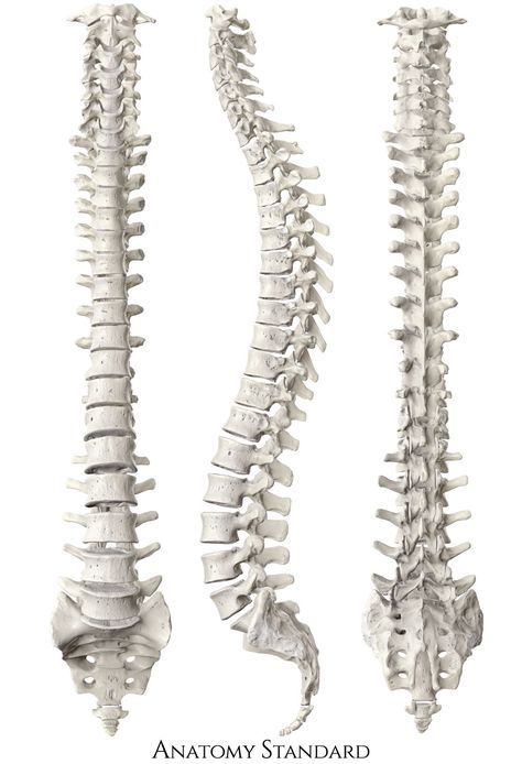 Spine Bones Anatomy, Spine Art Reference, Diy Spine Model, Human Spine Anatomy, Anatomy Bones Drawing, Human Spine Drawing, Spine Side View, Spine Reference, Spine Sculpture