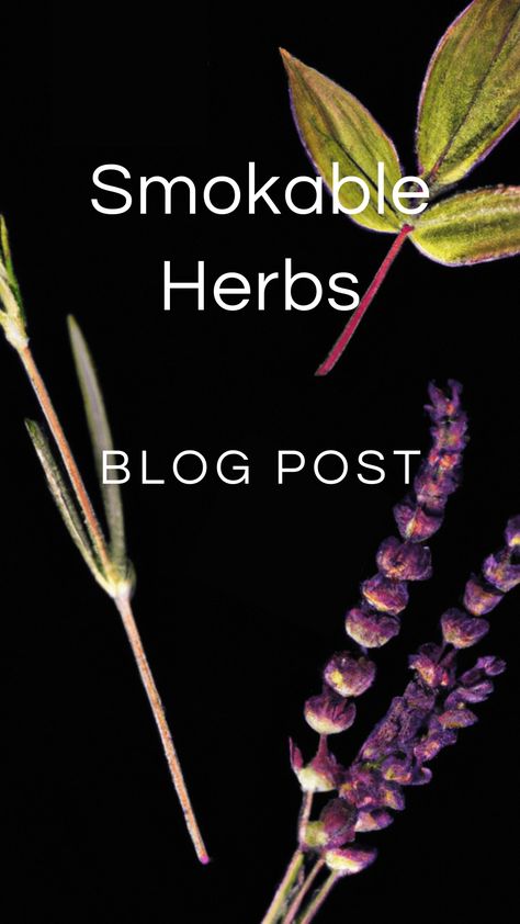 Smokable Herbs — Zhi Herbals What Herbs Can Be Smoked?, Smokeable Herbal Blends, Smokeable Herbs List, Smokable Herbs And Their Benefits, Smokable Herbs That Get You High, Herbs For Creativity, Smokeable Herbs And Flowers, Smokable Herb Blends, Marshmallow Root Benefits