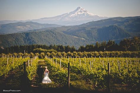 Mount Defiance from Gorge Crest Vineyards Oregon Wedding Venues, Mountain And Forest, Wedding Venues Oregon, Columbia Gorge, Forest View, Mountain River, Columbia River Gorge, Columbia River, Oregon Wedding