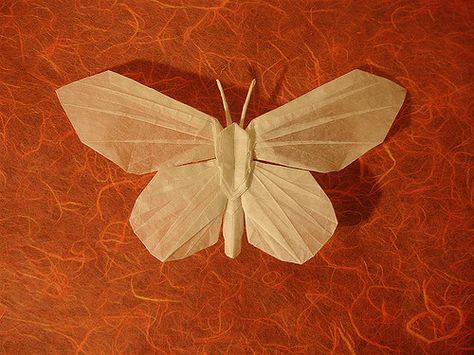 Jason Ku's Butterfly1 | I just had to try this one after see… | Flickr Origami Moth, Origami Bugs, Origami Insects, Butterfly Bat, Origami Diagrams, Origami Artist, Moth Butterfly, Origami Butterfly, Random Crafts