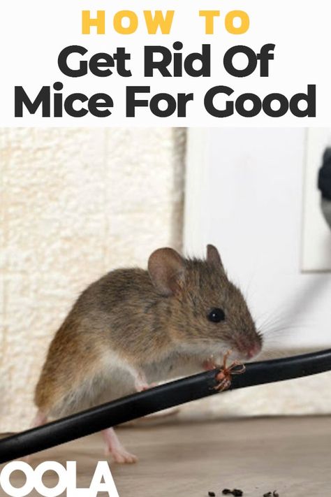 How To Get Rid Of Mice For Good - Oola.com Getting Rid Of Mice In House, Rid Of Mice In House, Mouse Deterrents, Get Rid Of Mice In House, How To Get Rid Of Mice In The House, Mouse Deterant, Diy Mice Repellent, Mice Prevention, Killing Mice