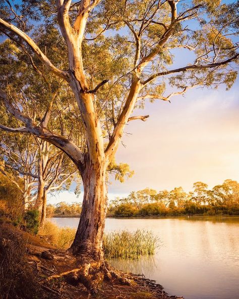 Gum Trees Australian, Tree By River, Australian Countryside, Bush Photography, Australian Landscapes, Australia Landscape, Australian Photography, Murray River, Tree Paintings