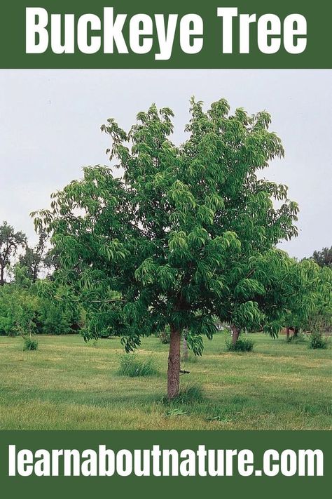 Buckeye Tree Ohio Buckeye Tree, Buckeye Balls, Buckeye Tree, William Henry Harrison, Ohio Buckeyes, Chestnut Trees, Unique Name, William Henry, About Nature