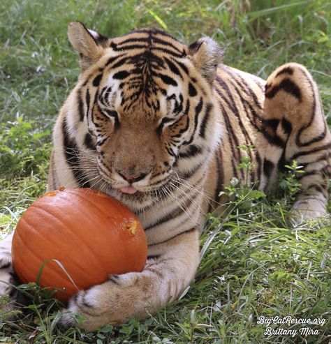 Good night Big Cat Rescue Friends! 🌙 Miss Jasmine Tiger may be ready for her CATnap, but she wants to be sure you know you are NOT getting her pumpkin! #GoodNight #BigCats #BigCatRescue #Rescue #Caturday #SaturdayNight #Pumpkin #Halloween #Tiger #CaroleBaskin Cat That Looks Like A Tiger, Tiger And Cat Together, Tiger In A Tropical Storm, Cat And Tiger Reflection, Tiger Majestic, Big Cat Rescue, Tiger Pictures, Sleepy Cat, Favorite Animal