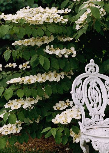 Doublefile Viburnum, Big White Flowers, Shade Gardening, Plant Encyclopedia, Flowers Growing, Fragrant Garden, Mountain Laurel, Garden Shrubs, Moon Garden