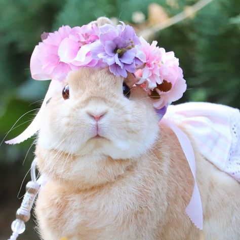 Bunny Costume, Pet Fashion, Animal Photos, Cute Animal Photos, Animal Photo, Cute Bunny, Rabbits, Buns, Fur Babies