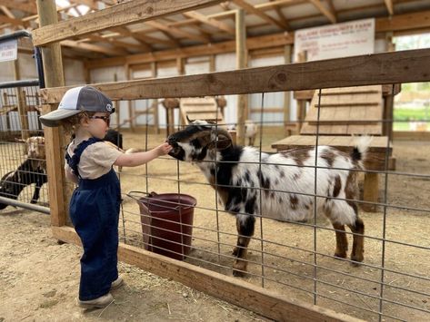 Mobile Petting Zoo, Farm With Animals, Mini Cows, Farm Kids, Pony Rides, Petting Zoo, Farm Tour, Mini Farm, Goat Farming