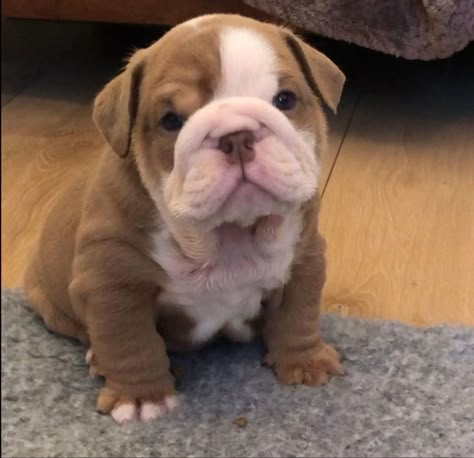 Mini Bulldog, Wrinkly Dog, Baby Bulldog, Cute Bulldog Puppies, Very Cute Puppies, Super Cute Puppies, Cute Small Animals, English Bulldog Puppies, Cute Bulldogs