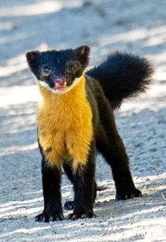 Nilgiri marten (M. gwatkinsii) is similar to the yellow-throated marten Bizarre Animals, Regnul Animal, Interesting Animals, Unusual Animals, Rare Animals, Endangered Animals, Komodo, Weird Animals, Black And Yellow