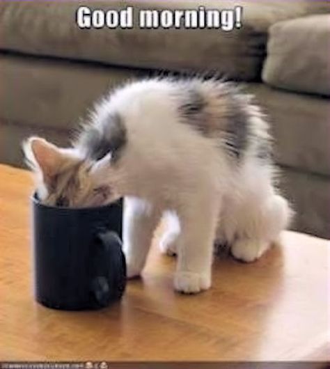 Morning Cat, Funny Cat Pictures, Cat Coffee, Coffee Love, Cool Stuff, Coffee Quotes, Coffee Humor, Crazy Cat Lady, Crazy Cats