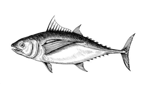 Download free image of Hand drawn tuna fish about sea food, fish drawing, fin, tuna, and animal 406818 Tuna Drawing, Fish Black And White, Fish Sketch, Seahorse Tattoo, Image Of Fish, Drawn Fish, Art Journal Resources, Boho Painting, Fish Graphic