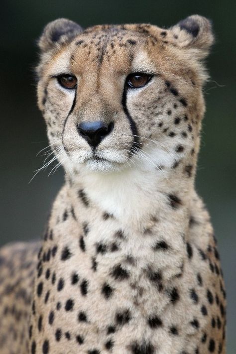 African Cats, Exotic Cats, Gorgeous Cats, Why So Serious, Majestic Animals, The Cheetah, Cheetahs, Large Cats, African Animals