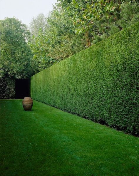 Leylandii Hedge, Best Trees For Privacy, Hedges Landscaping, Trees For Privacy, Tree Fence, Large Backyard Landscaping, Garden Hedges, Balkon Decor, Privacy Trees